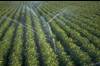 Tunisie: Croissance de 46% des investissements agricoles approuv�s (APIA)