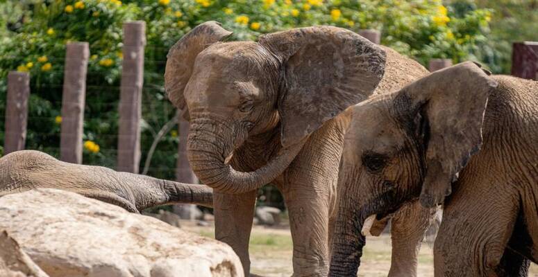 ���� �������  /  pexels