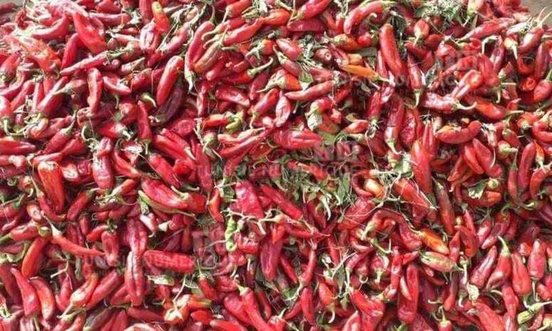 لا تقتصر الحركية على عادات العولة خلال موسم التجفيف بل إن موسم تجفيف الفلفل يعطي إشارة انطلاق موسم بيع الفلفل المجفف الذي يختص فيها عدد من الفلاحين والتجار المختصين الذين يقبلون على منزل حر من عديد جه