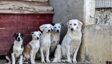 ������ ������� ������ ��������� ���� ��� ������� ��� ��� ���� ������ �������