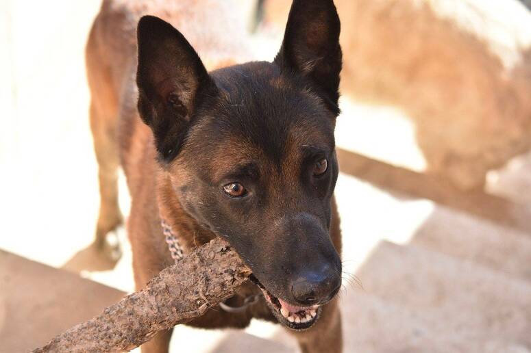 صورة توضيحية/ Chien Berger Beige Malinois