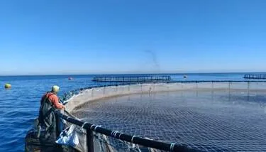  ����� ������ ������������ �������� ����� ��� ��������� ���� ����� 515,3 ����� ����� ���� 2025