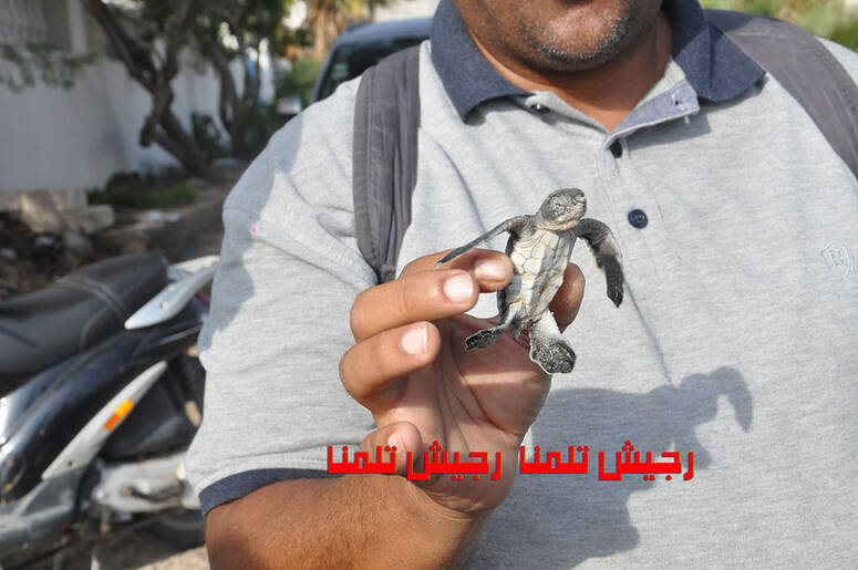@رجيش تلمنا