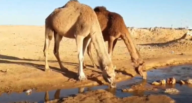 Video grab/tap