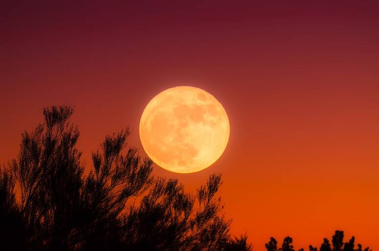 Harvest moon