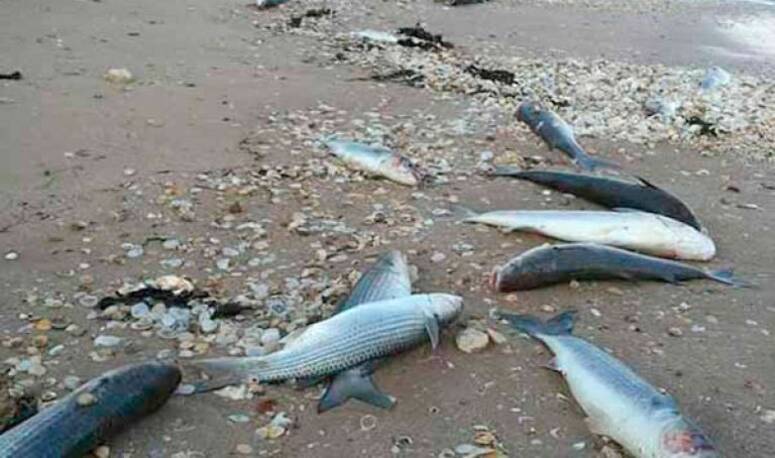 ���� �������