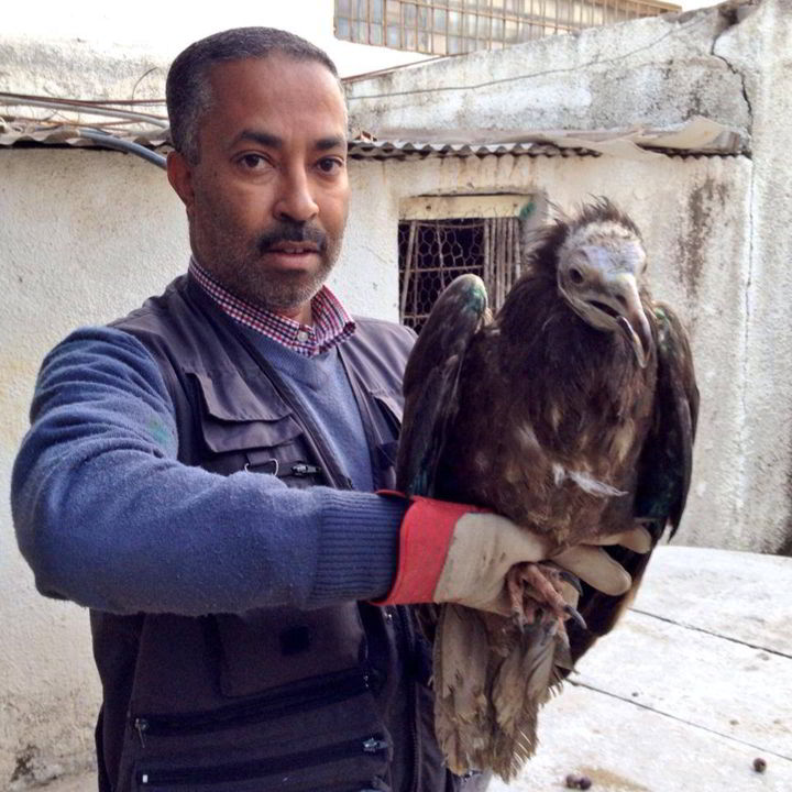 Libération d’un Vautour percnoptère : fin heureuse d’une histoire de trafic d’oiseaux