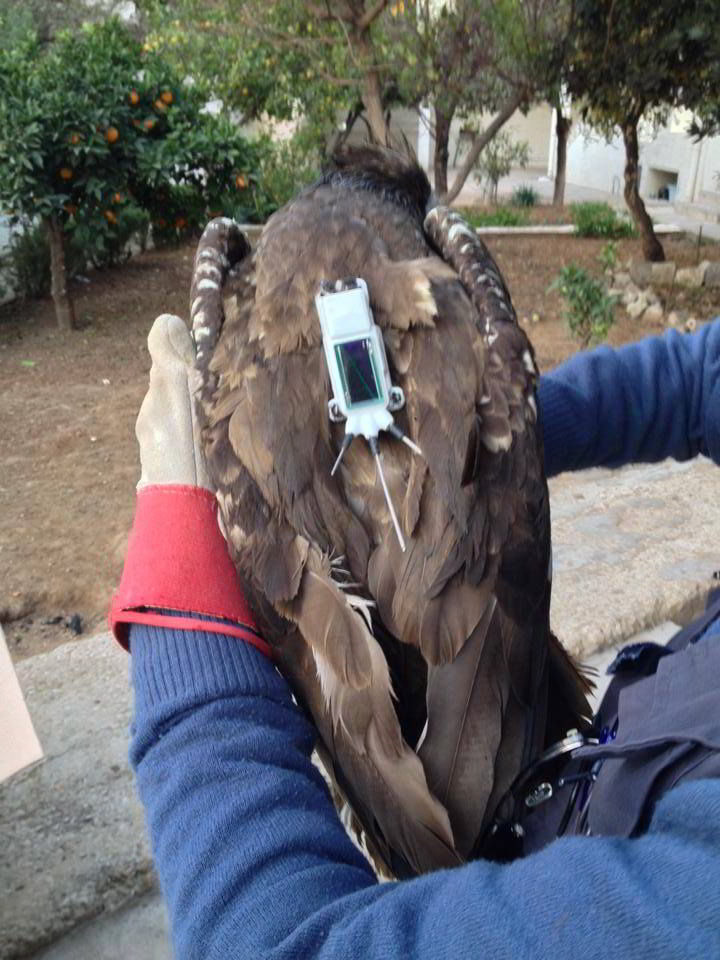 Libération d’un Vautour percnoptère : fin heureuse d’une histoire de trafic d’oiseaux