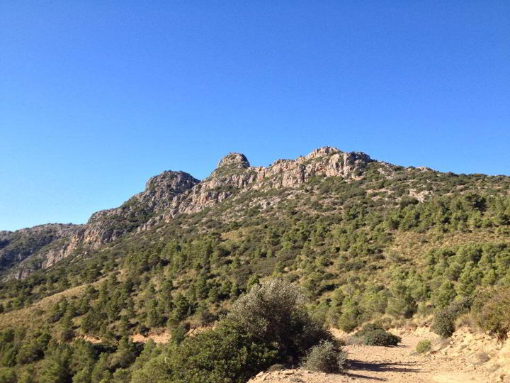 Libération d’un Vautour percnoptère : fin heureuse d’une histoire de trafic d’oiseaux