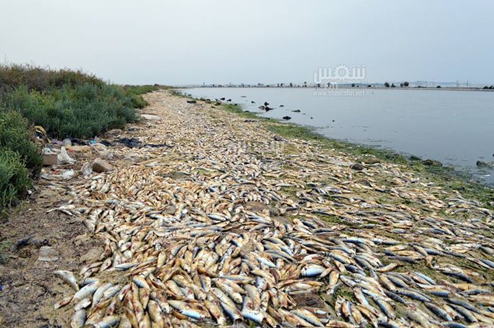 نفوق كميات هائلة من الأسماك قرب ميناء رادس