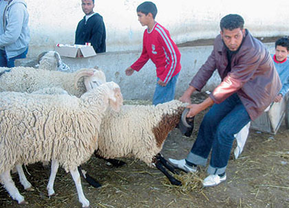مفتي الجمهورية يدعو إلى عدم التكلف في شراء أضحية العيد