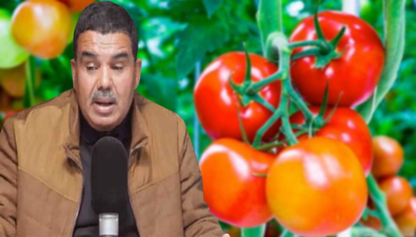 الطماطم تسجل ارتفاعًا جنونيًا في الأسعار…  رئيس نقابة الفلاحين يوضح الأسباب ويدعو إلى الترشيد