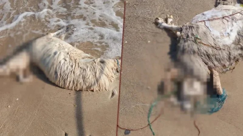 نابل: العثور على 10 خرفان نافقة متحلّلة على سواحل مدينة سليمان