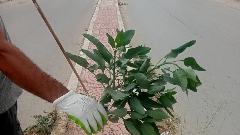بلدية أكودة تنطلق في اقتلاع نبتة 