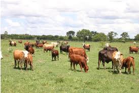 Suivi de la situation des fermes agricoles exploitées par la famille du président déchu