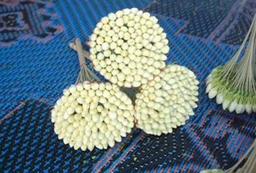 Tourisme: Jasmin et musique traditionnelle à l'occasion de la JMT 2011