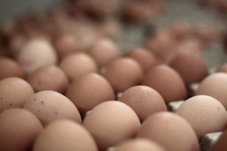 تونس: حجز 60 ألف بيضة