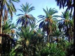 Tunisie: Incendie près de l'oasis de Gabès détruisant une cinquantaine de palmiers