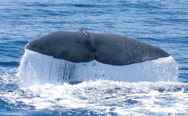 Un cachalot s'échoue sur les côtes de Kerkennah