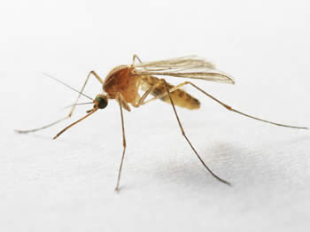 Jendouba : Un deuxième décès dû au virus du Nil occidental
