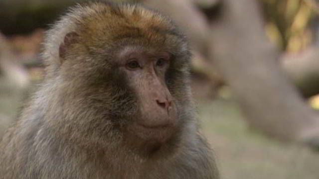 Le Kef : Un singe macaque découvert sur le mont Nadhour à Nebeur
