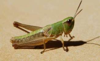 L'apparition de groupes de criquets solitaires au Sud tunisien ne constitue pas un danger (Responsable)