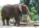 Prochainement, deux �l�phants au Parc Zoologique du Belv�d�re